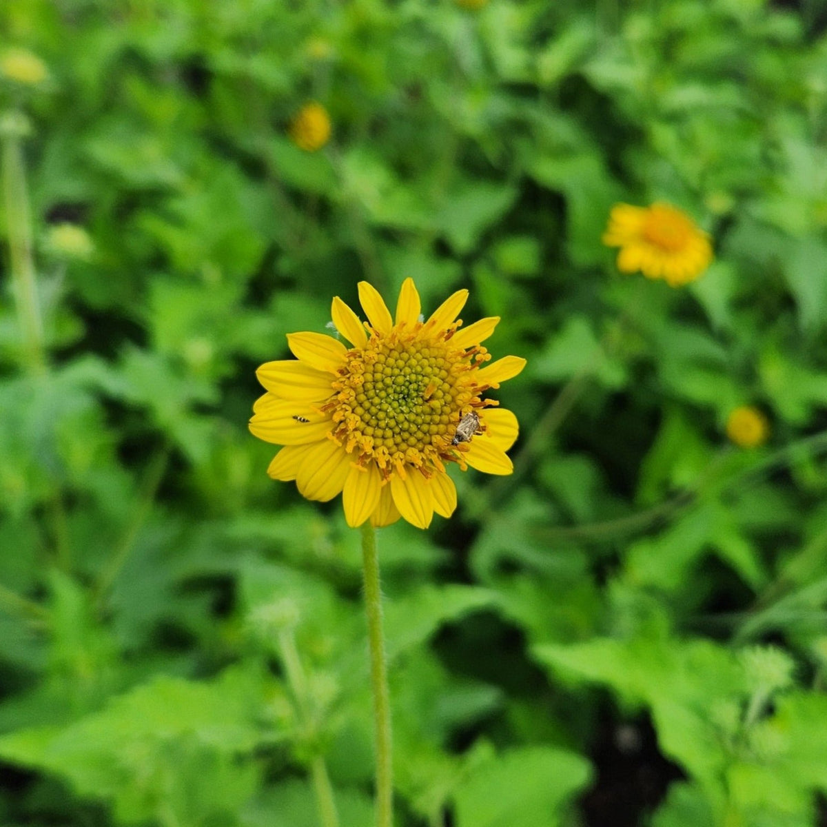 Simsia calva (Bush Sunflower)