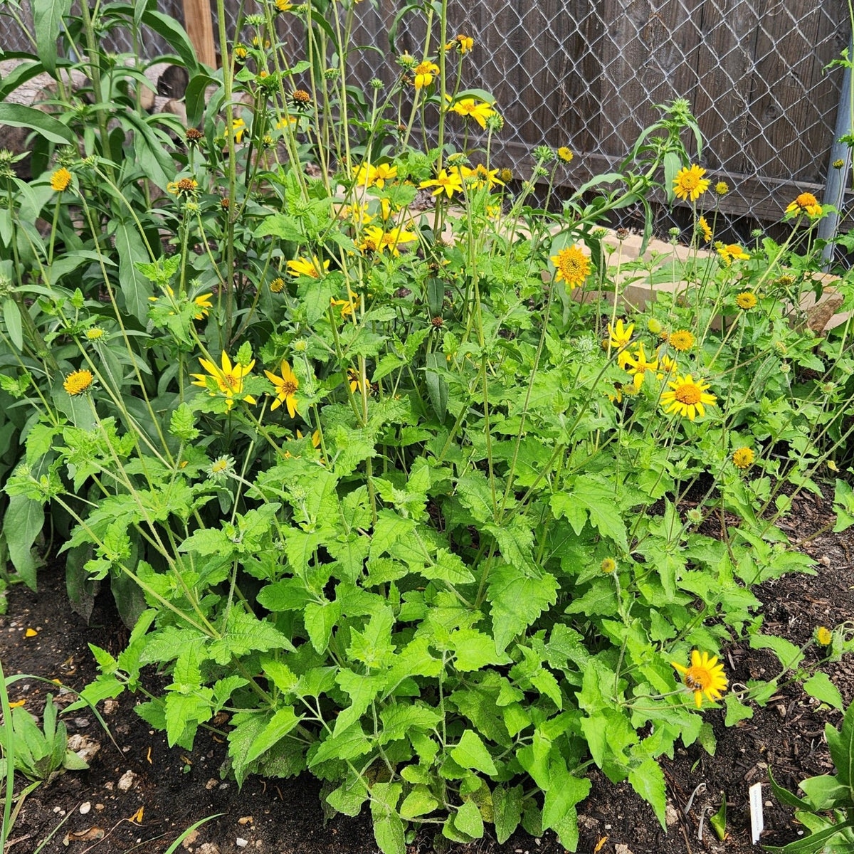 Simsia calva (Bush Sunflower)