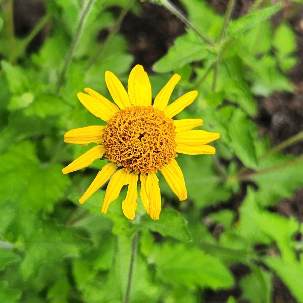 Simsia calva (Bush Sunflower)