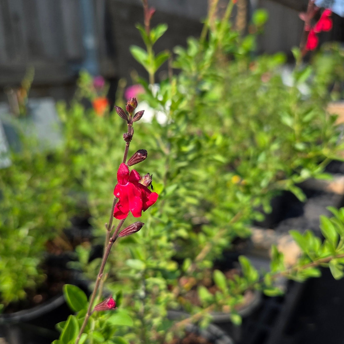 Salvia greggii (Autumn Sage 'Furman's Red')