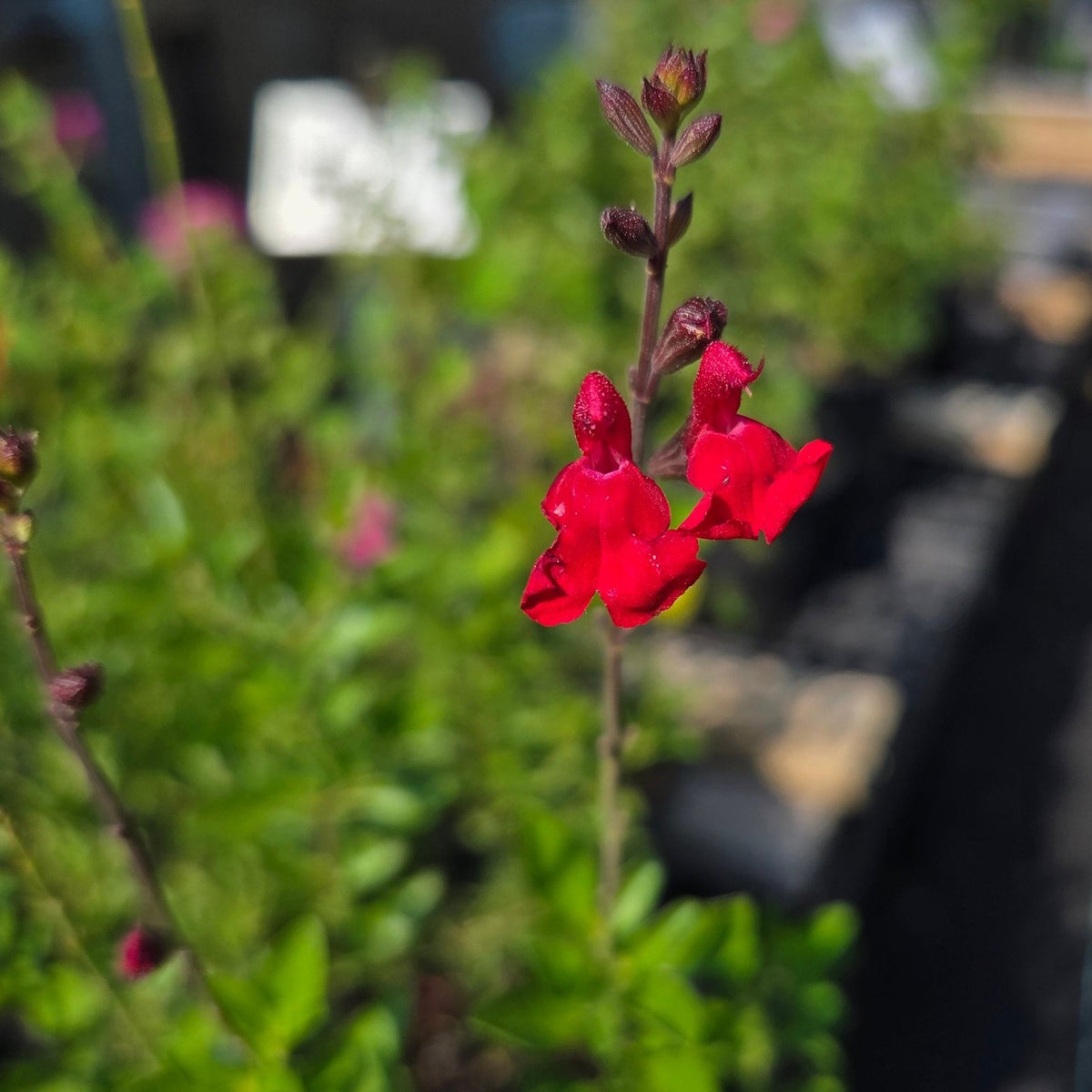 Salvia greggii (Autumn Sage 'Furman's Red')