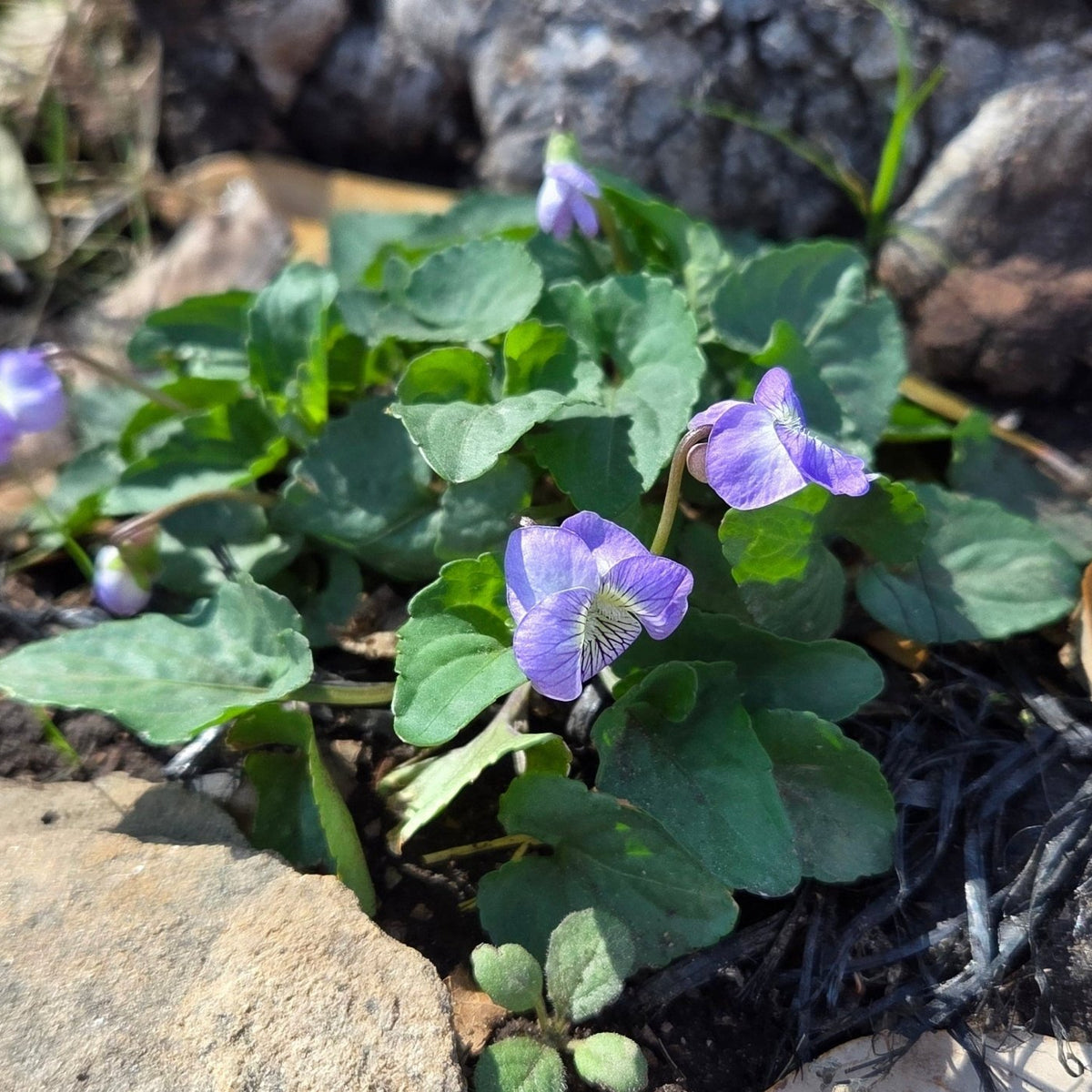 Viola missouriensis (Missouri Violet)