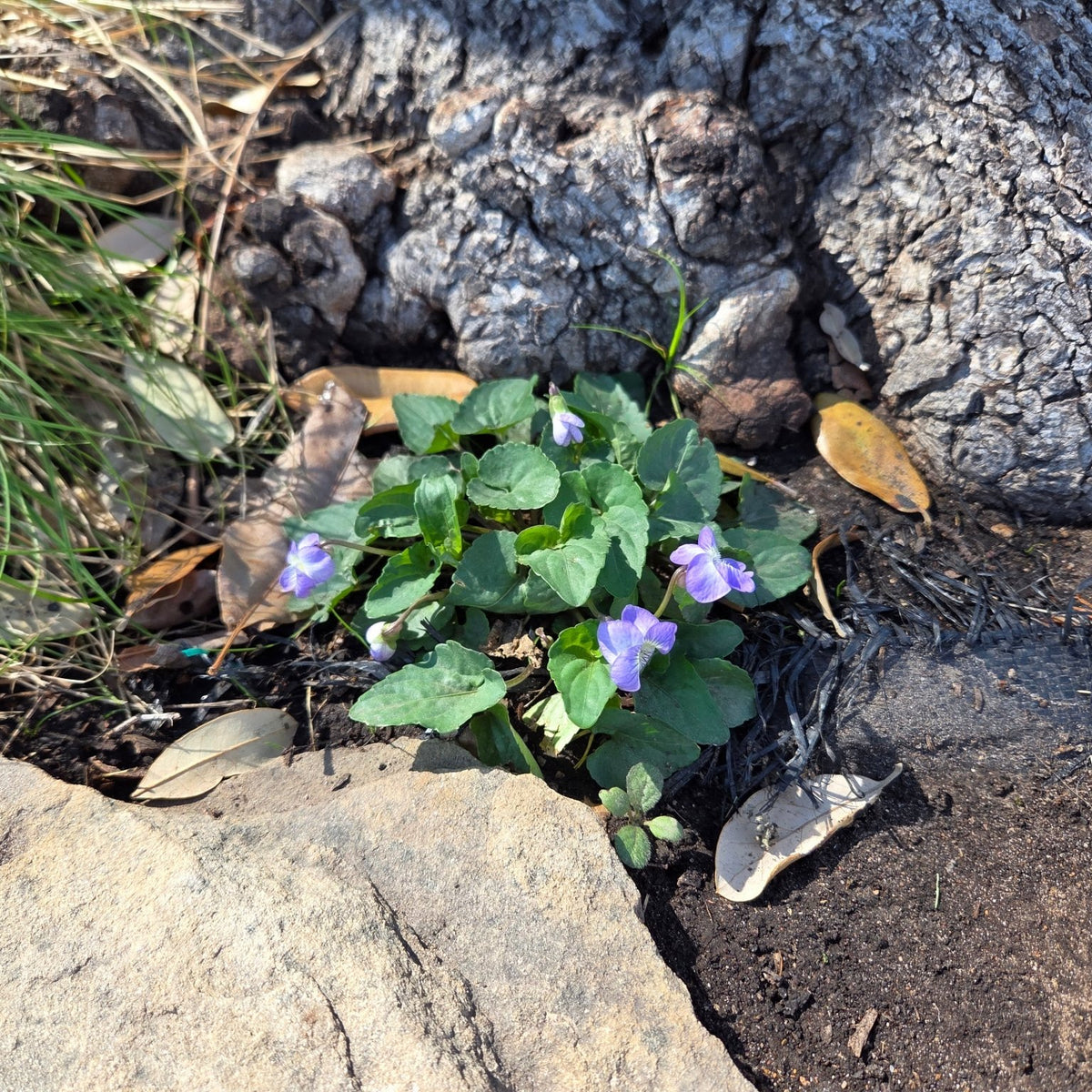 Viola missouriensis (Missouri Violet)