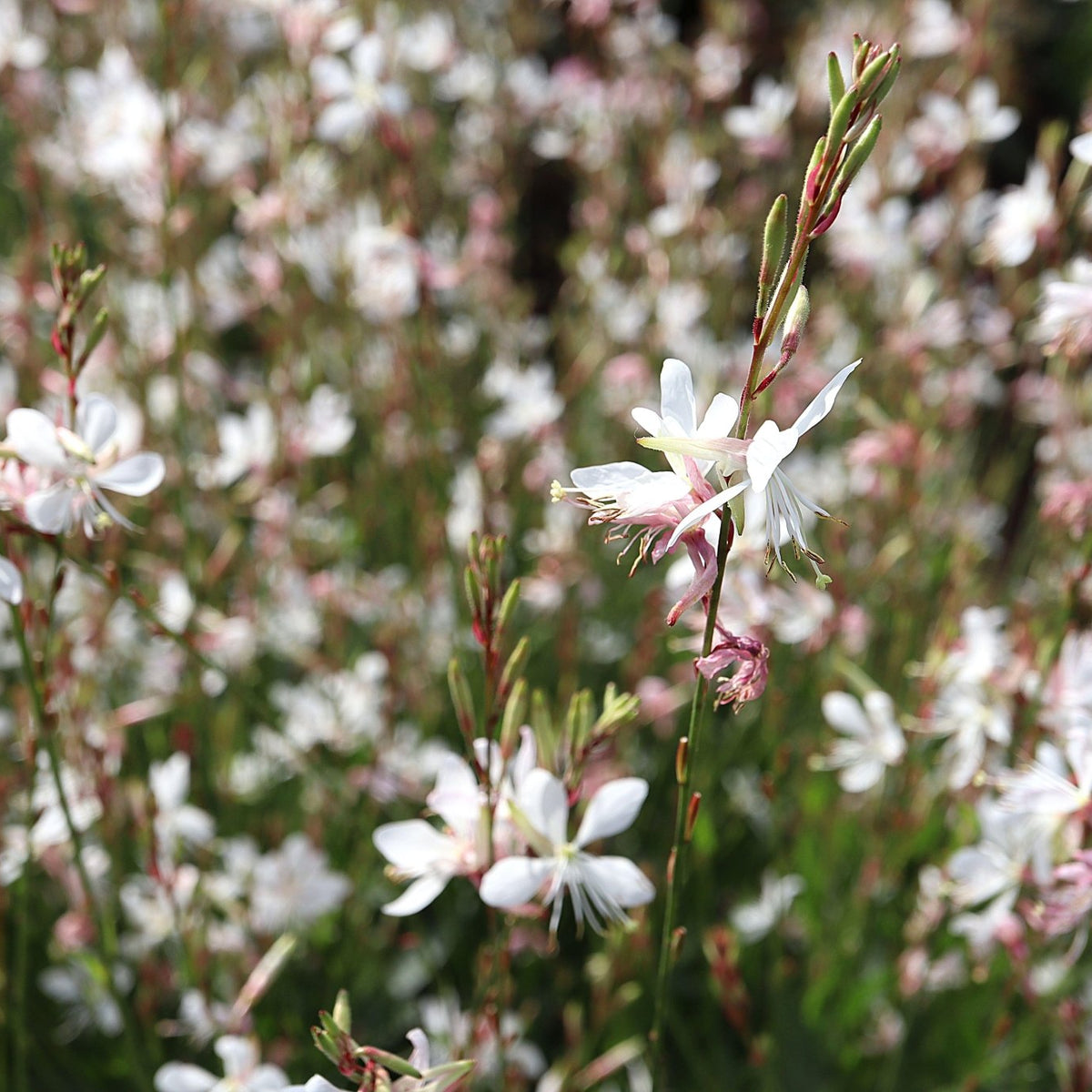 Oenothera lindheimeri (Gaura 'Sparkle White')