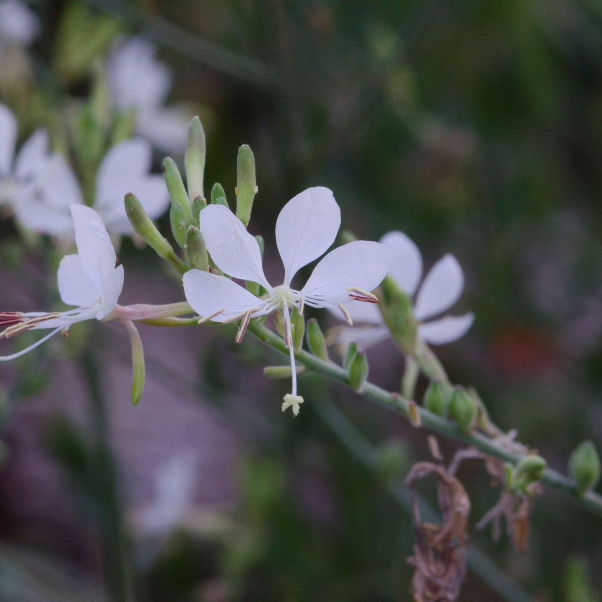 Oenothera filiformis (Longflower Gaura)