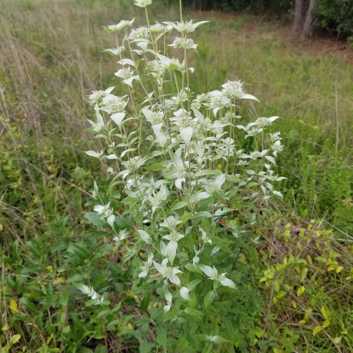 Pycnanthemum albescens (Whiteleaf Mountain Mint)