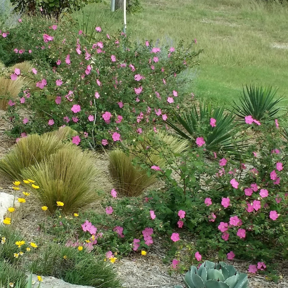 Pavonia lasiopetala (Rock Rose)