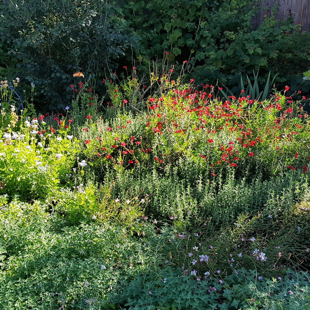 Salvia greggii red (Autumn Sage red)