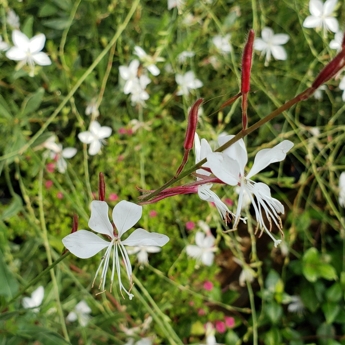 Oenothera lindheimeri 'Belleza White' (Gaura 'Belleza White')