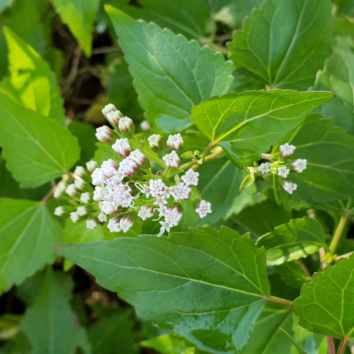 Shrubby boneset (Ageratina havanensis)