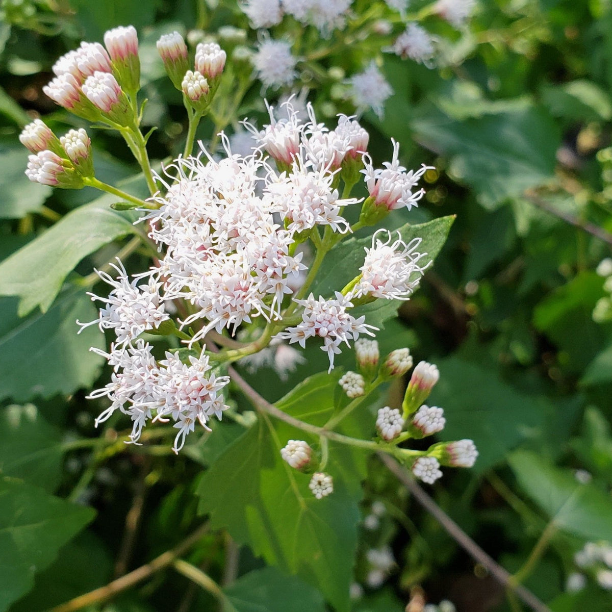 Shrubby boneset (Ageratina havanensis)