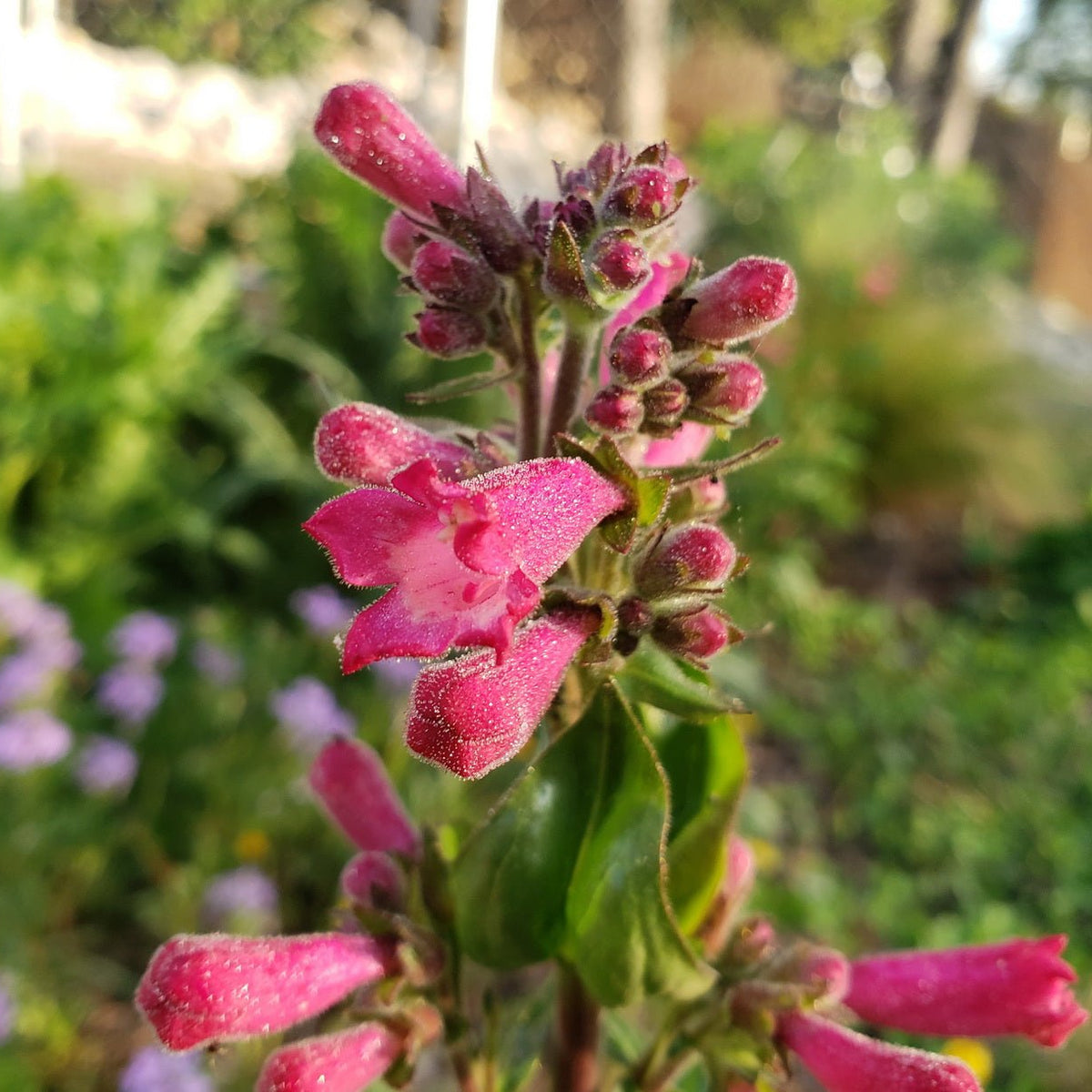 Penstemon triflorus Scarlet penstemon