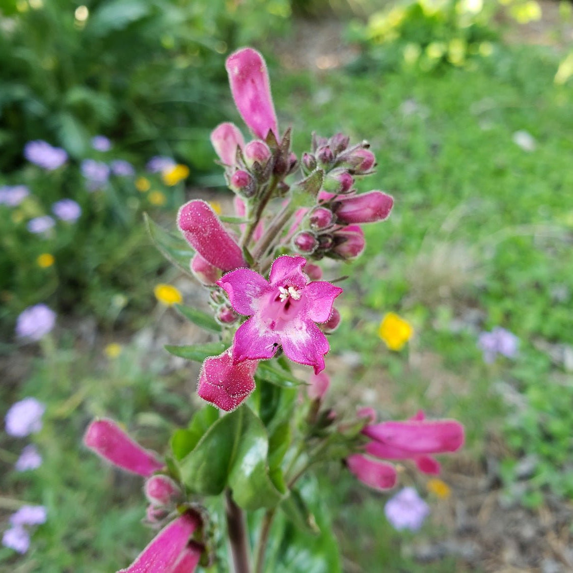 Penstemon triflorus Scarlet penstemon