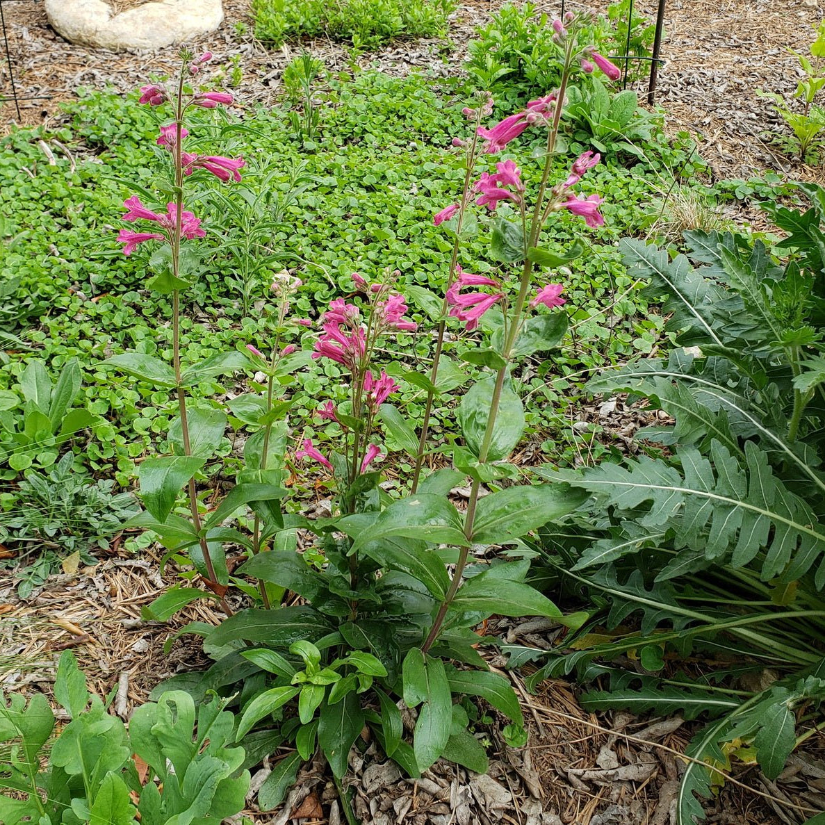 Penstemon triflorus Scarlet penstemon
