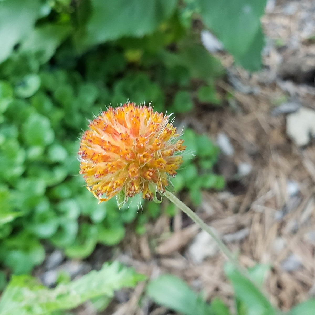 Gaillardia suavis (Pincushion Daisy)