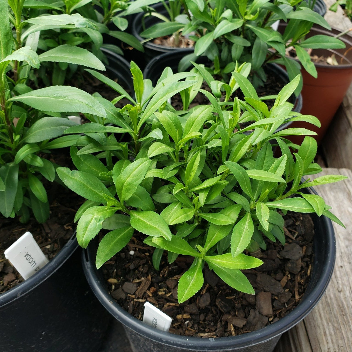 Tagetes lucida (Mexican Mint Marigold)