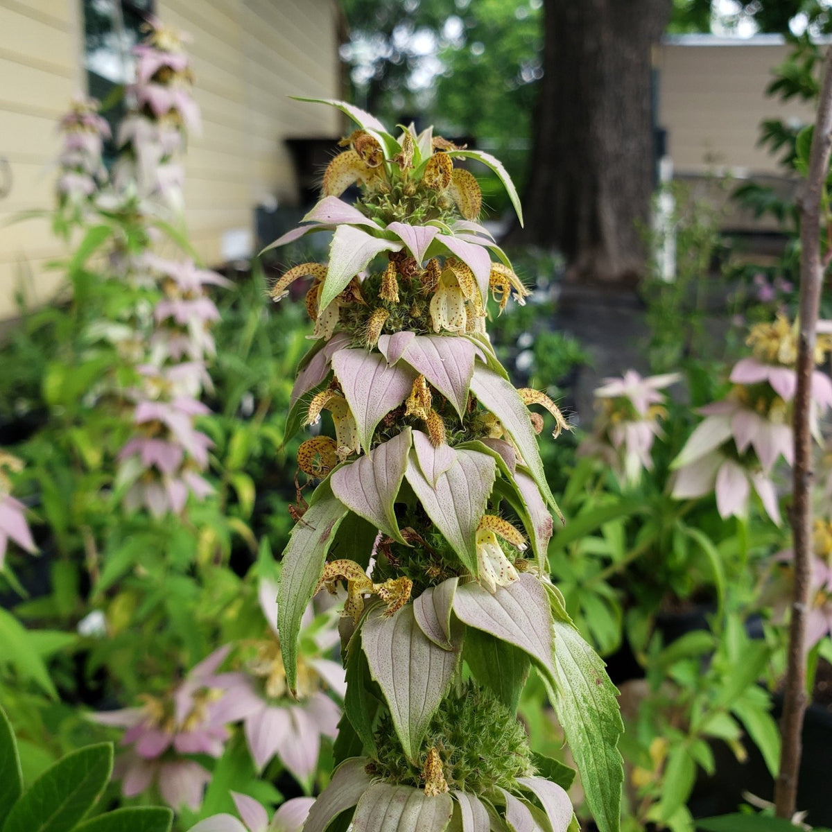 Monarda punctata (Spotted Beebalm)