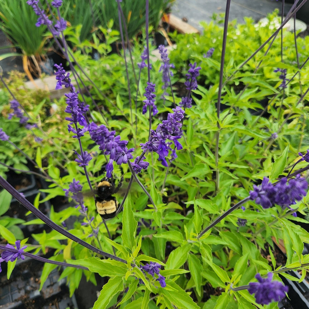 Salvia 'Henry Duelberg' (Salvia farinacea 'Henry Duelberg')