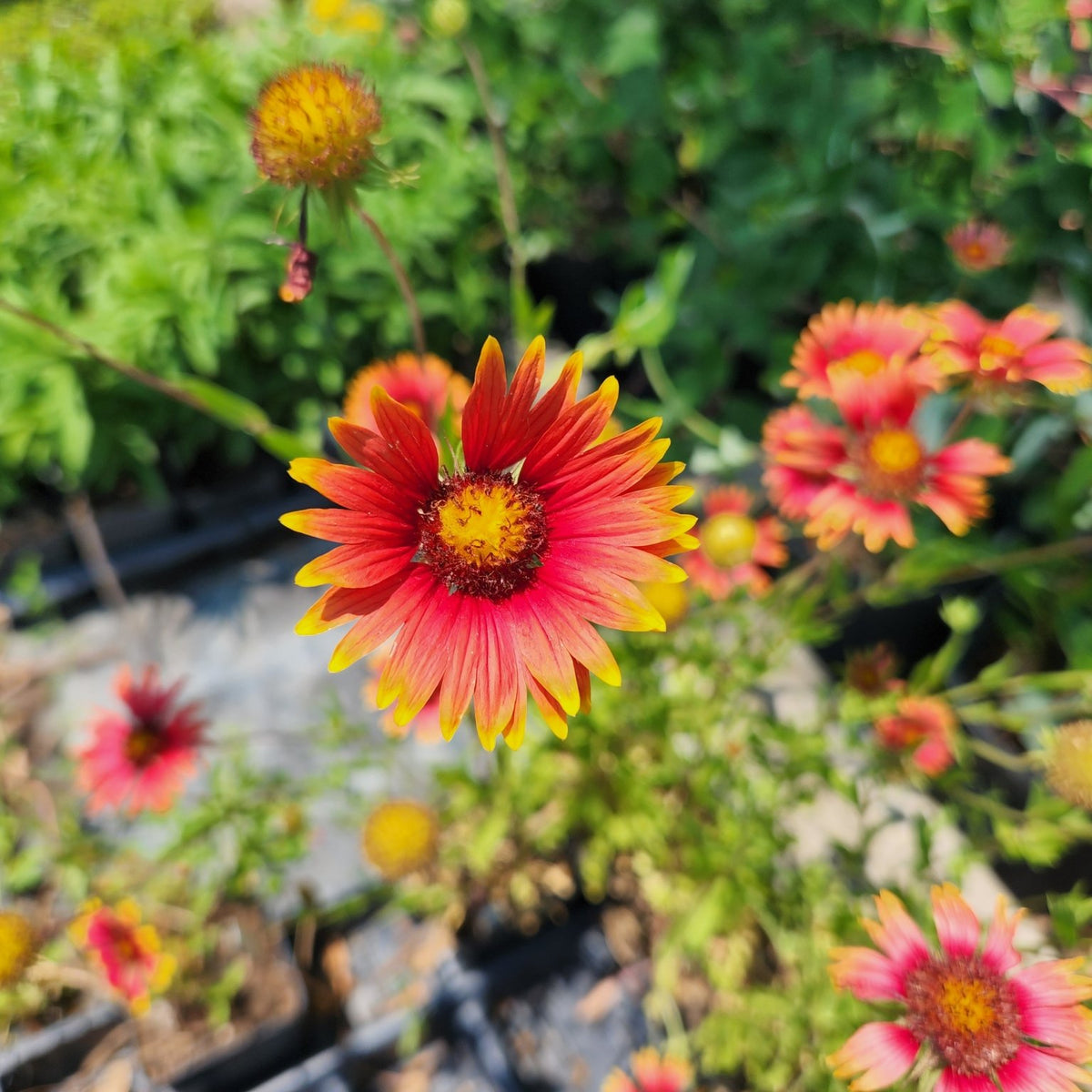 Gaillardia pulchella (Indian Blanket)