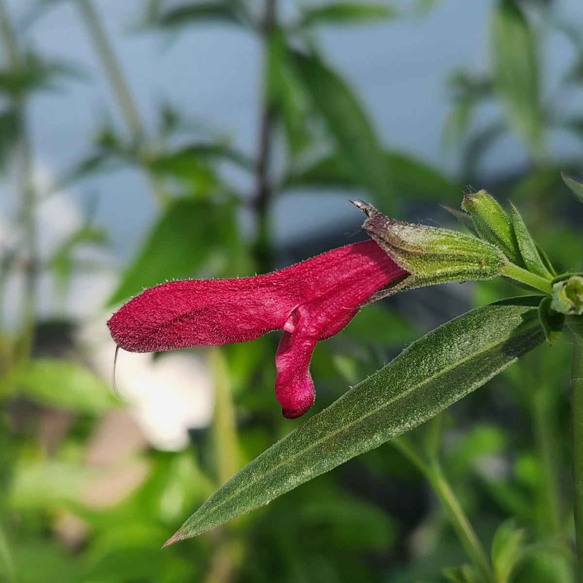 Salvia pentstemonoides (Big Red Sage)