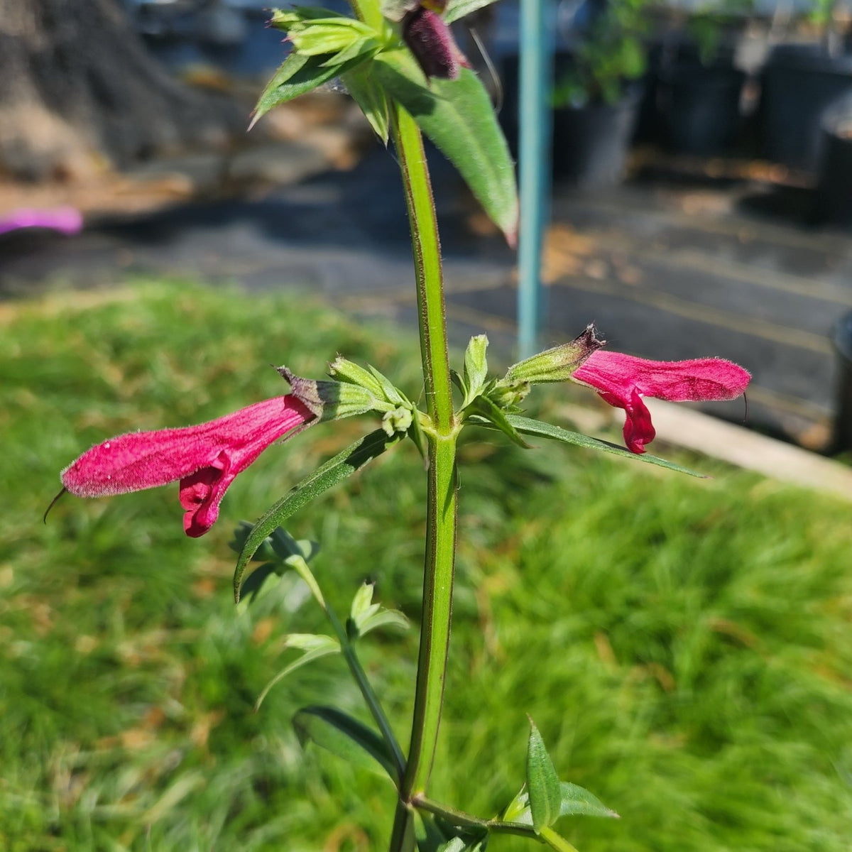 Salvia pentstemonoides (Big Red Sage)