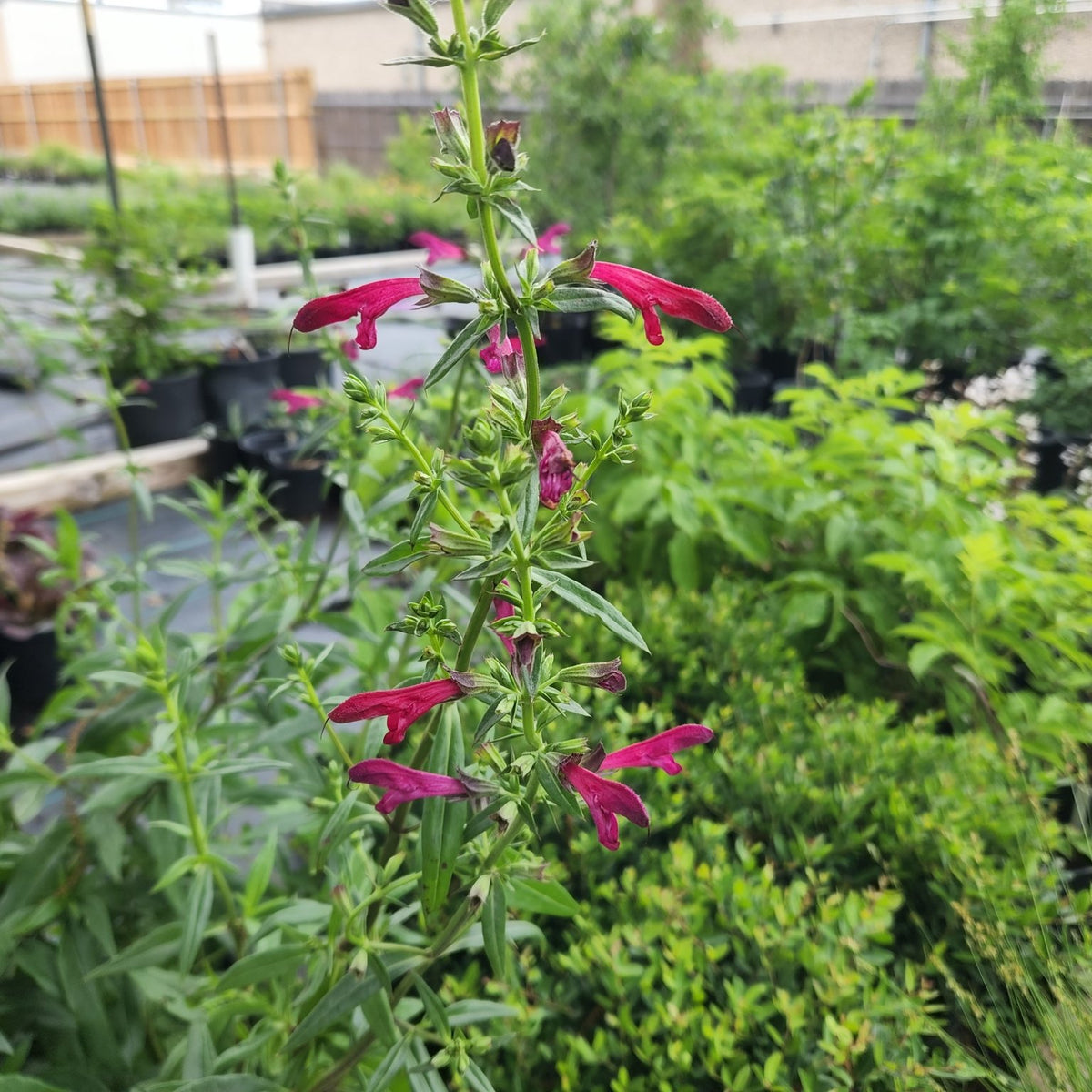 Salvia pentstemonoides (Big Red Sage)