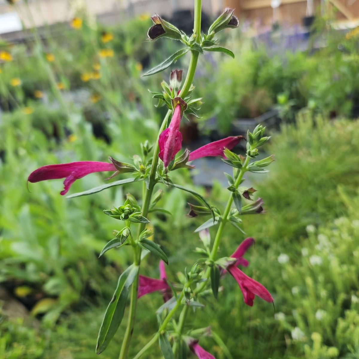Salvia pentstemonoides (Big Red Sage)