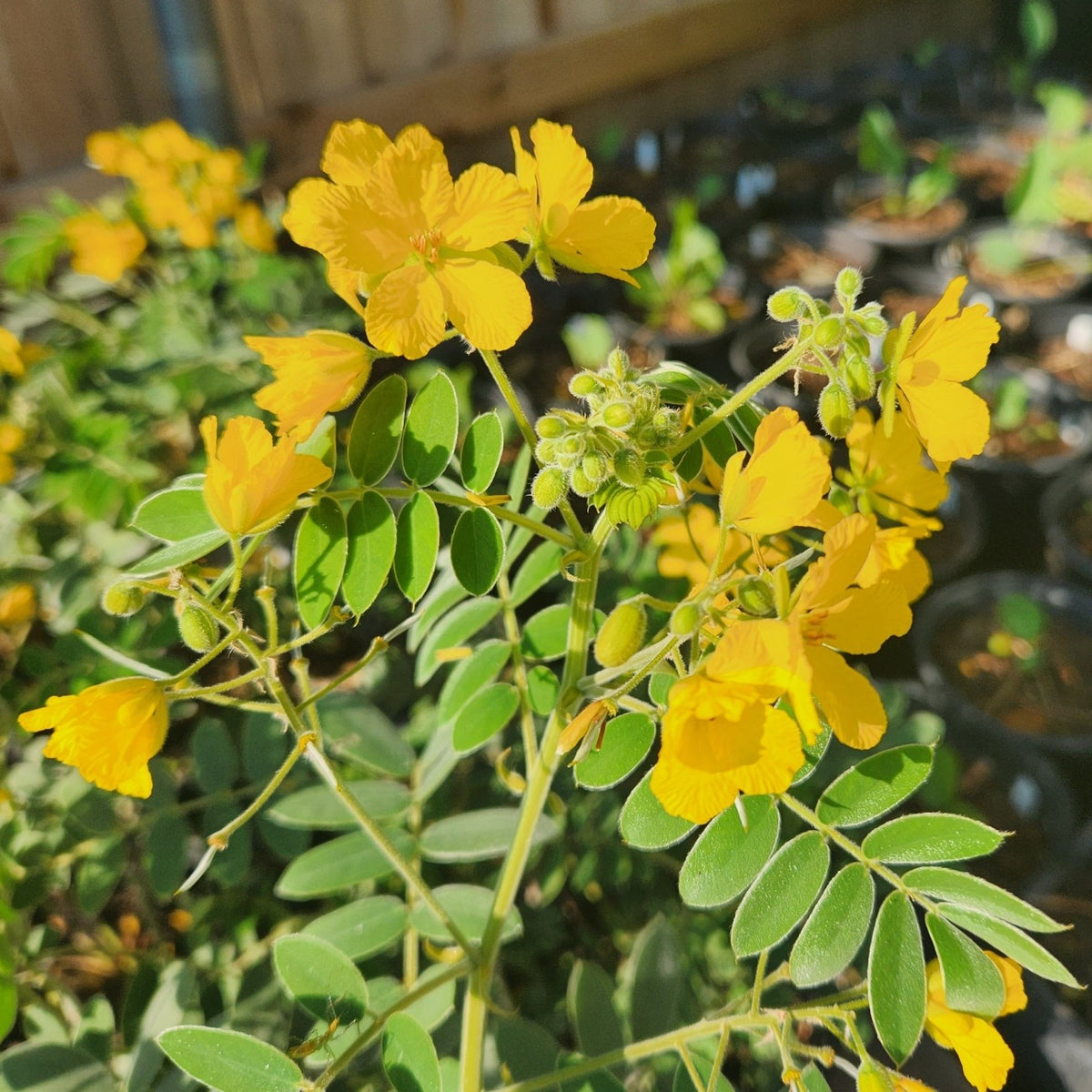 Senna lindheimeriana (Lindheimer's Senna)