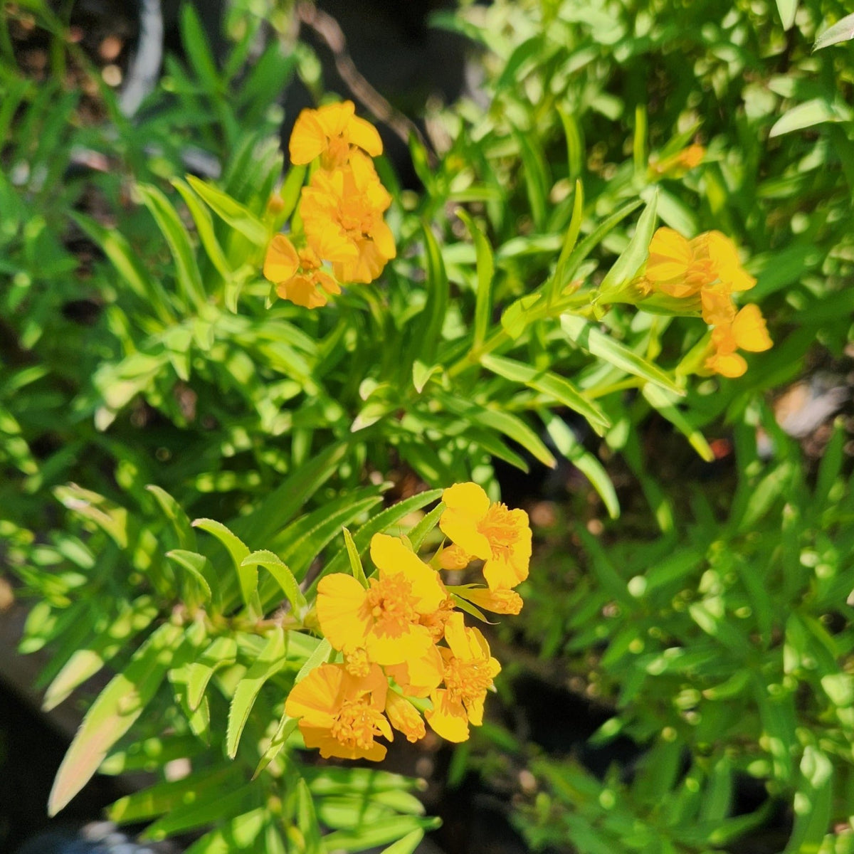 Tagetes lucida (Mexican Mint Marigold)