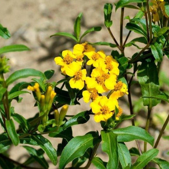Tagetes lucida (Mexican Mint Marigold)