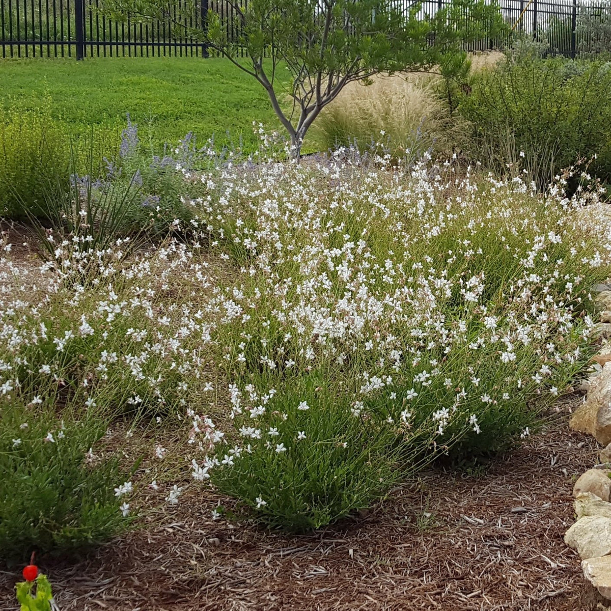 Oenothera lindheimeri 'Belleza White' (Gaura 'Belleza White')