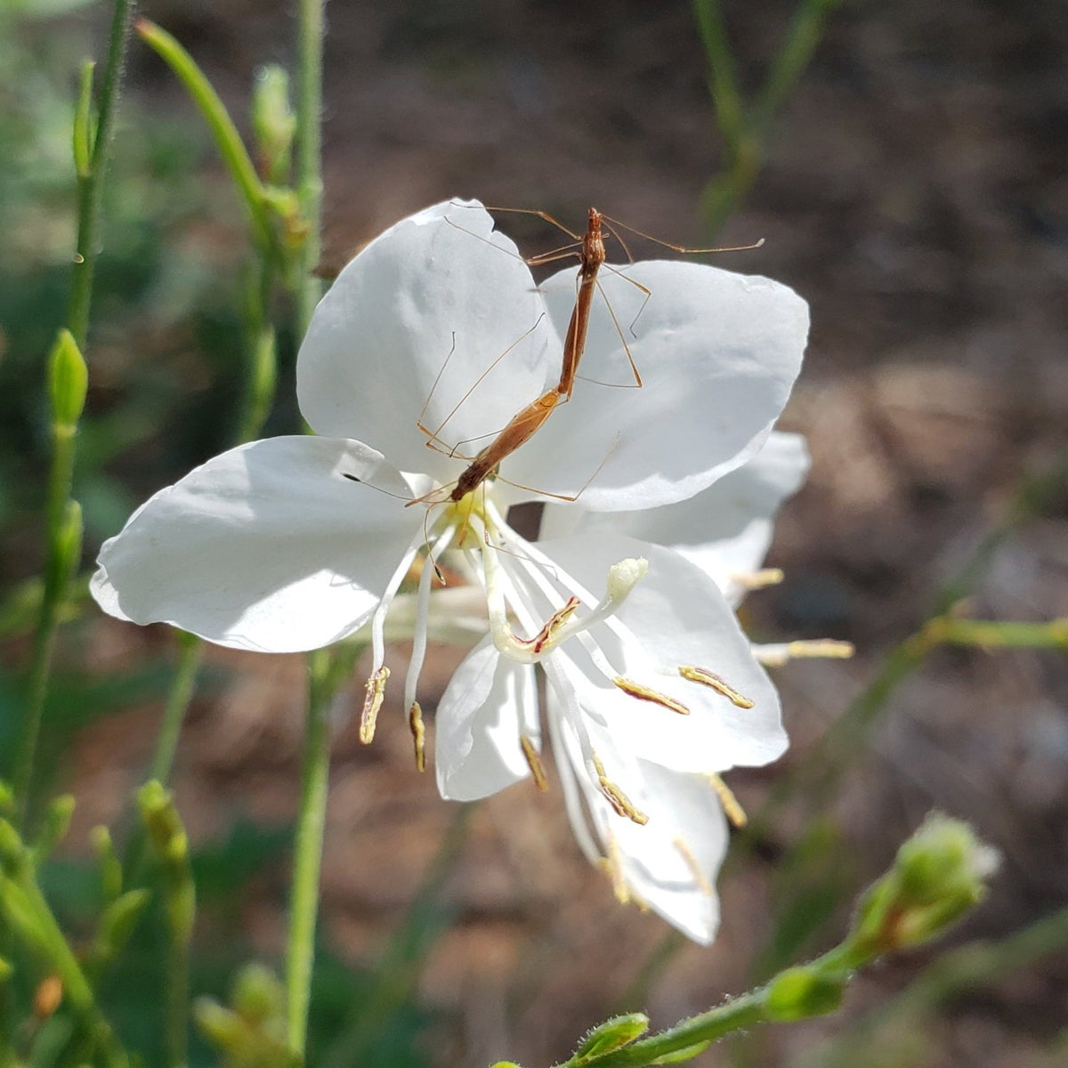 Oenothera lindheimeri 'Belleza White' (Gaura 'Belleza White')