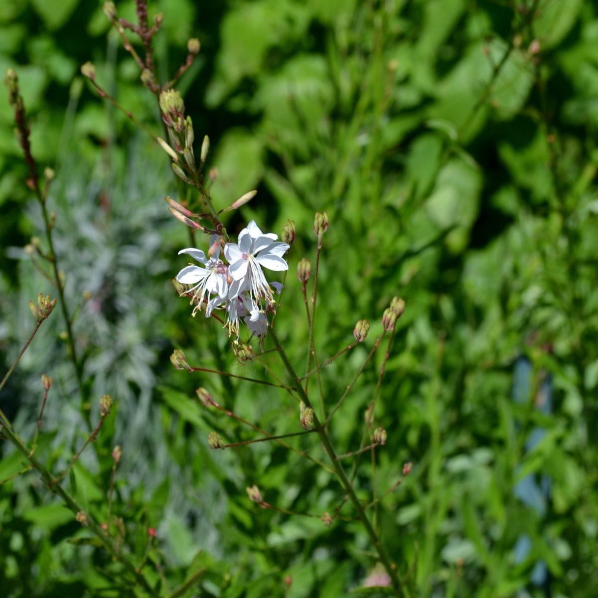 Oenothera lindheimeri 'Belleza White' (Gaura 'Belleza White')