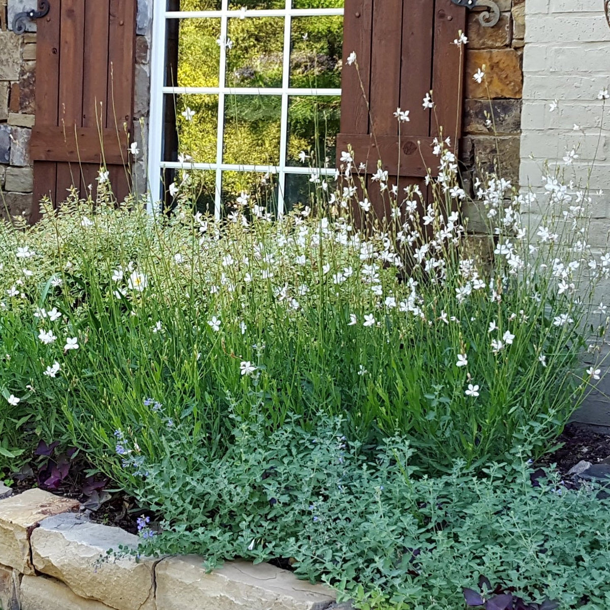 Oenothera lindheimeri 'Belleza White' (Gaura 'Belleza White')