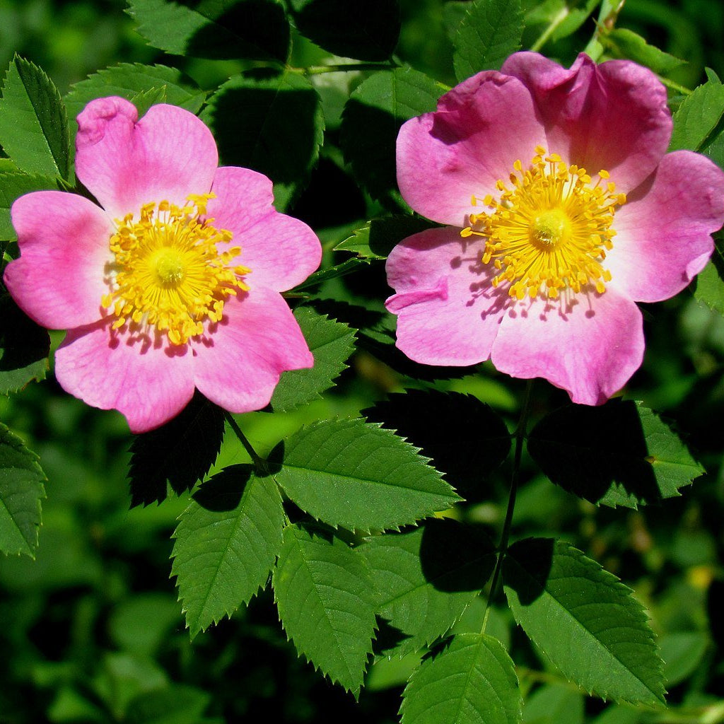 Rosa carolina (Carolina Rose)