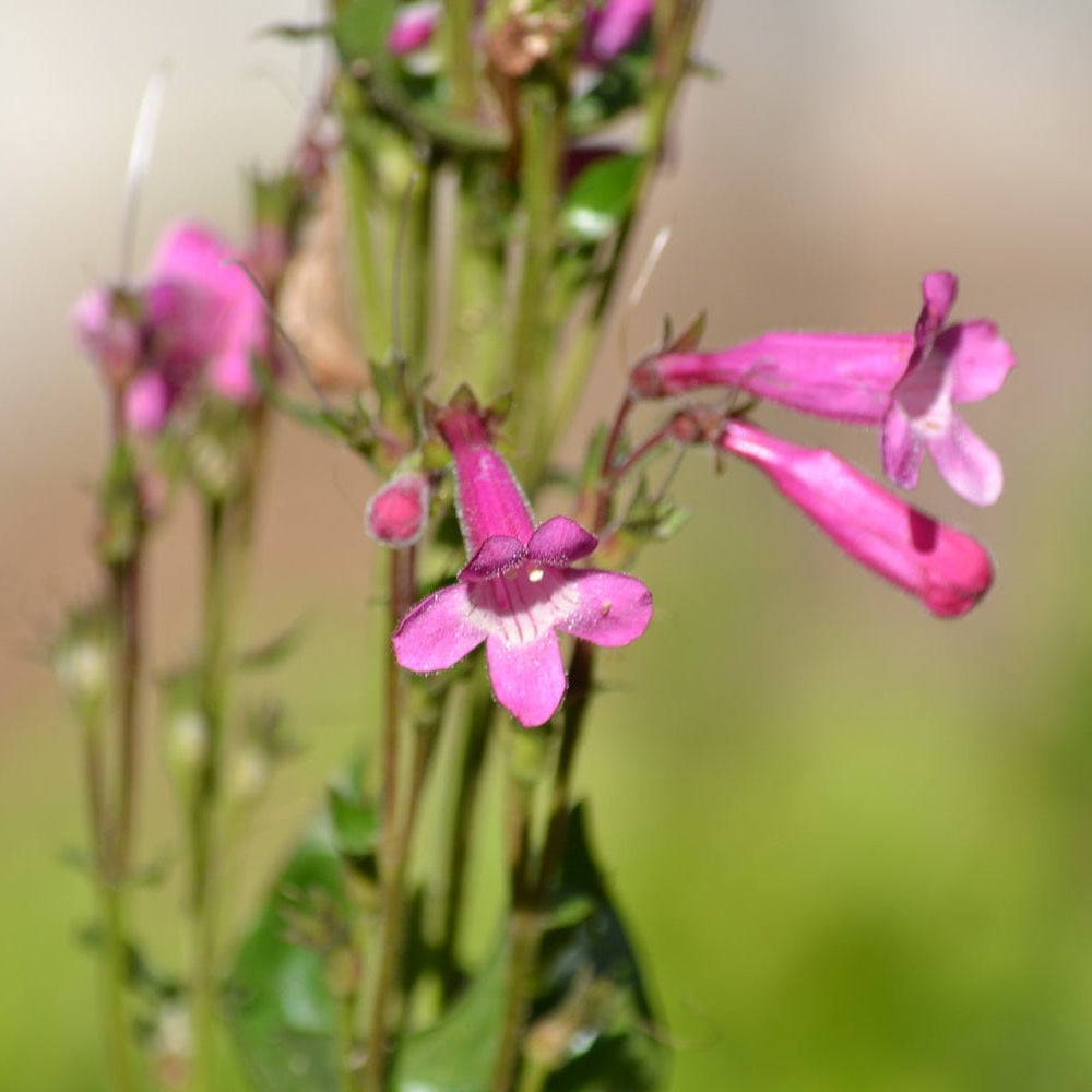 Penstemon triflorus Scarlet penstemon