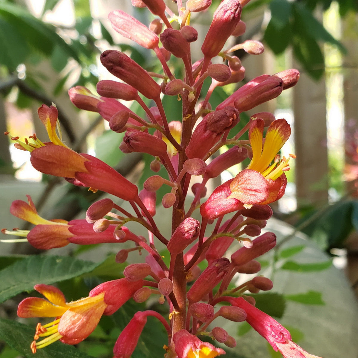 Red Buckeye (Aesculus pavia)