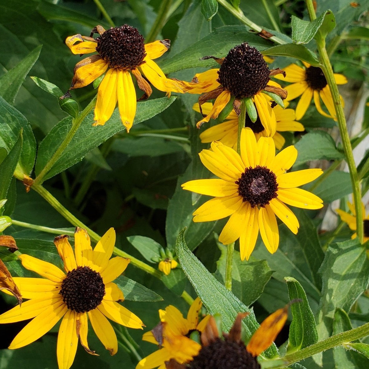 Black-Eyed Susan 'Goldsturm' (Rudbeckia fulgida var. sullivantii 'Goldsturm')