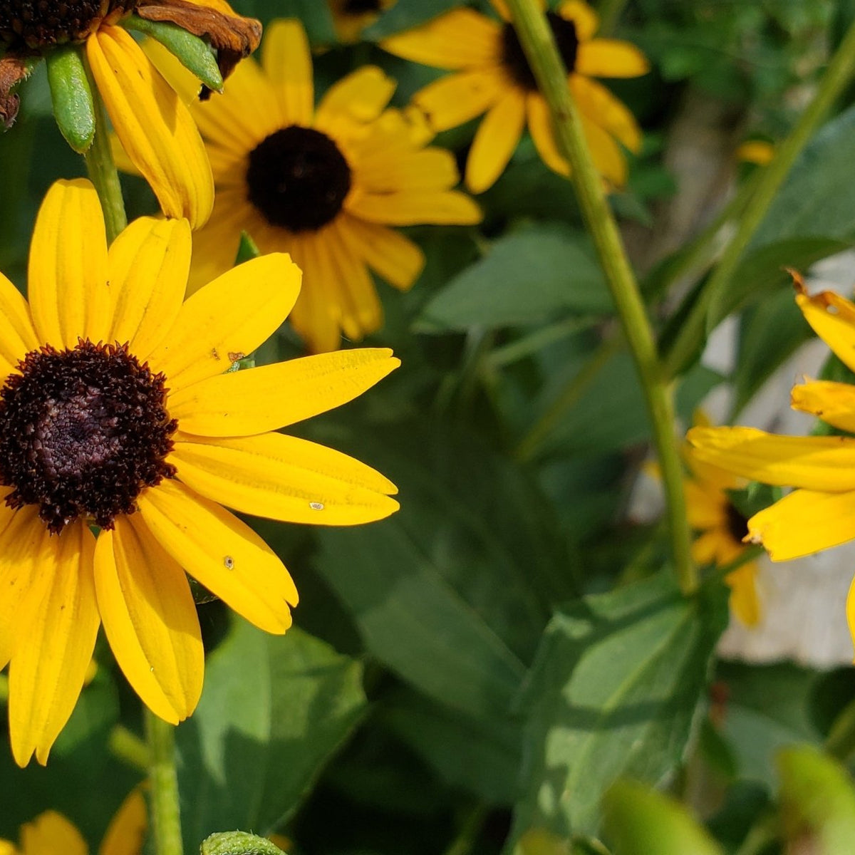 Black-Eyed Susan 'Goldsturm' (Rudbeckia fulgida var. sullivantii 'Goldsturm')