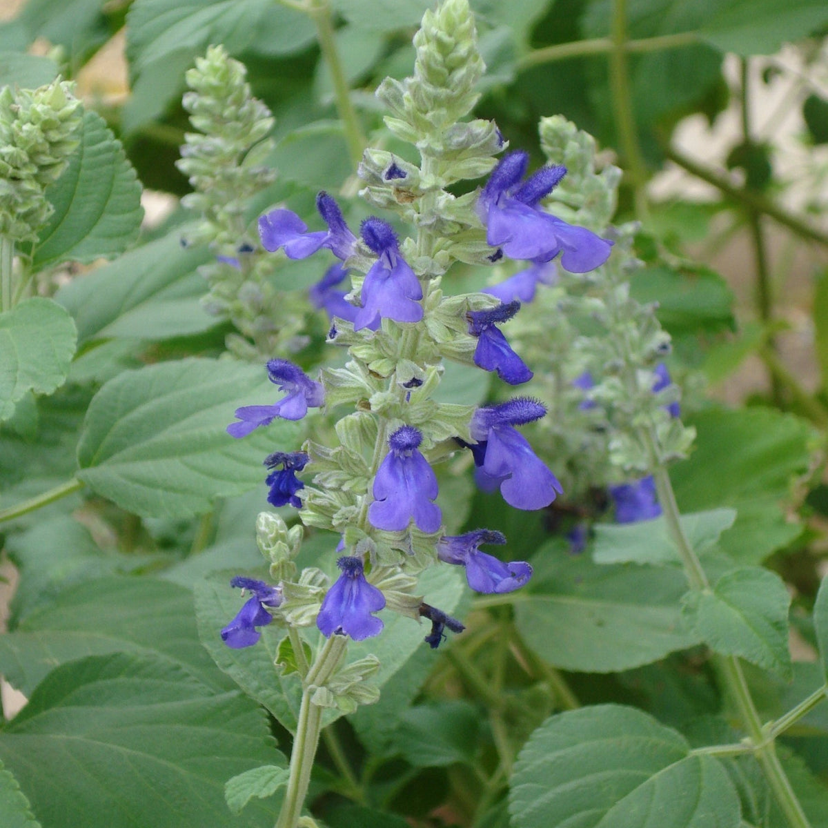 Salvia 'Mystic Spires' (Salvia x 'Mystic Spires')