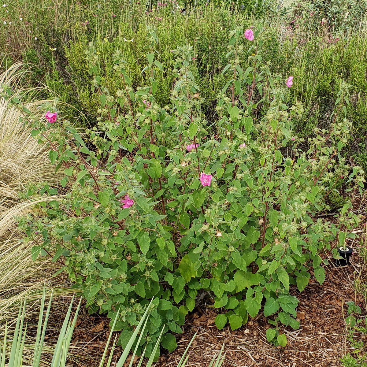 Pavonia lasiopetala (Rock Rose)