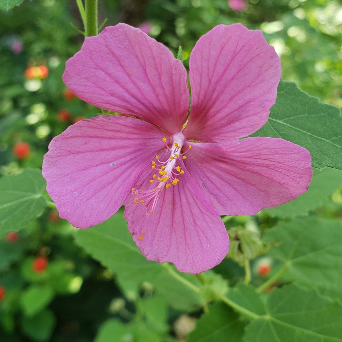 Pavonia lasiopetala (Rock Rose)