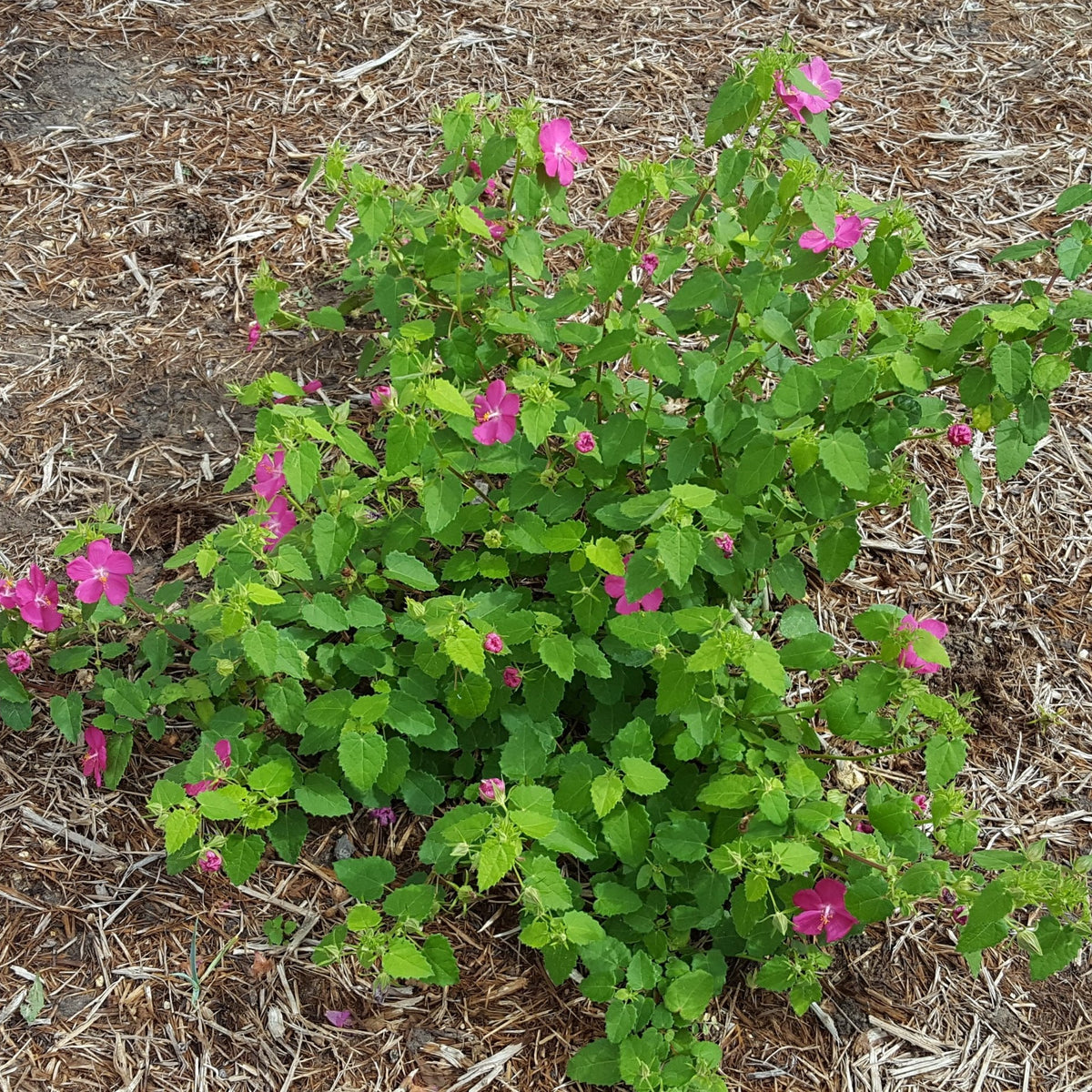 Pavonia lasiopetala (Rock Rose)