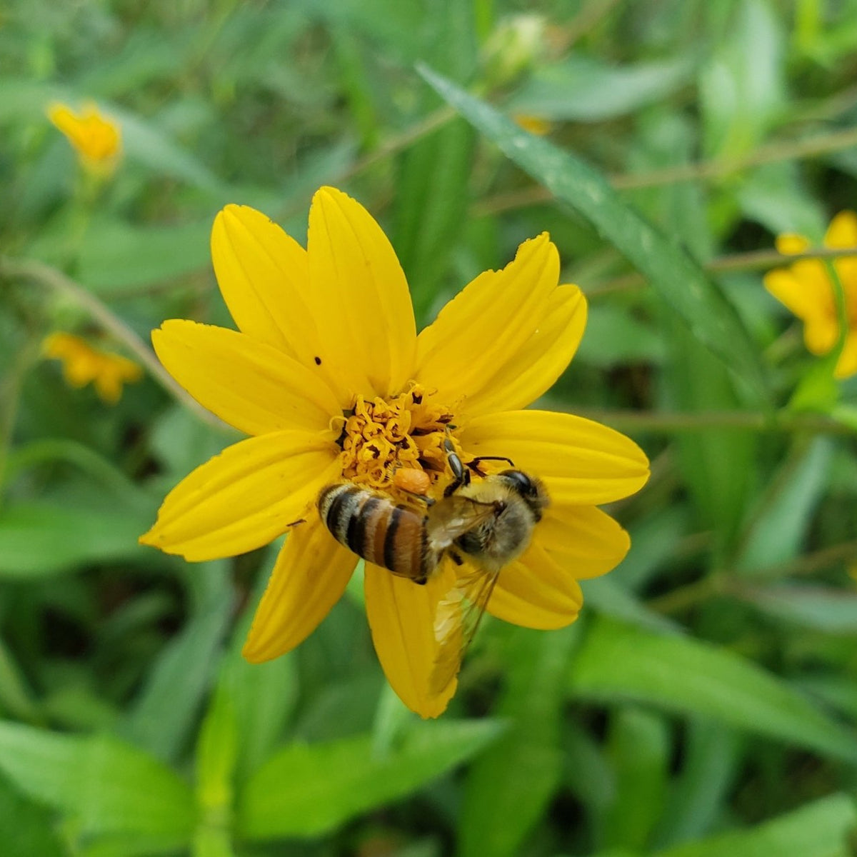 Zexmenia (Zexmenia hispida or Wedelia hispida)
