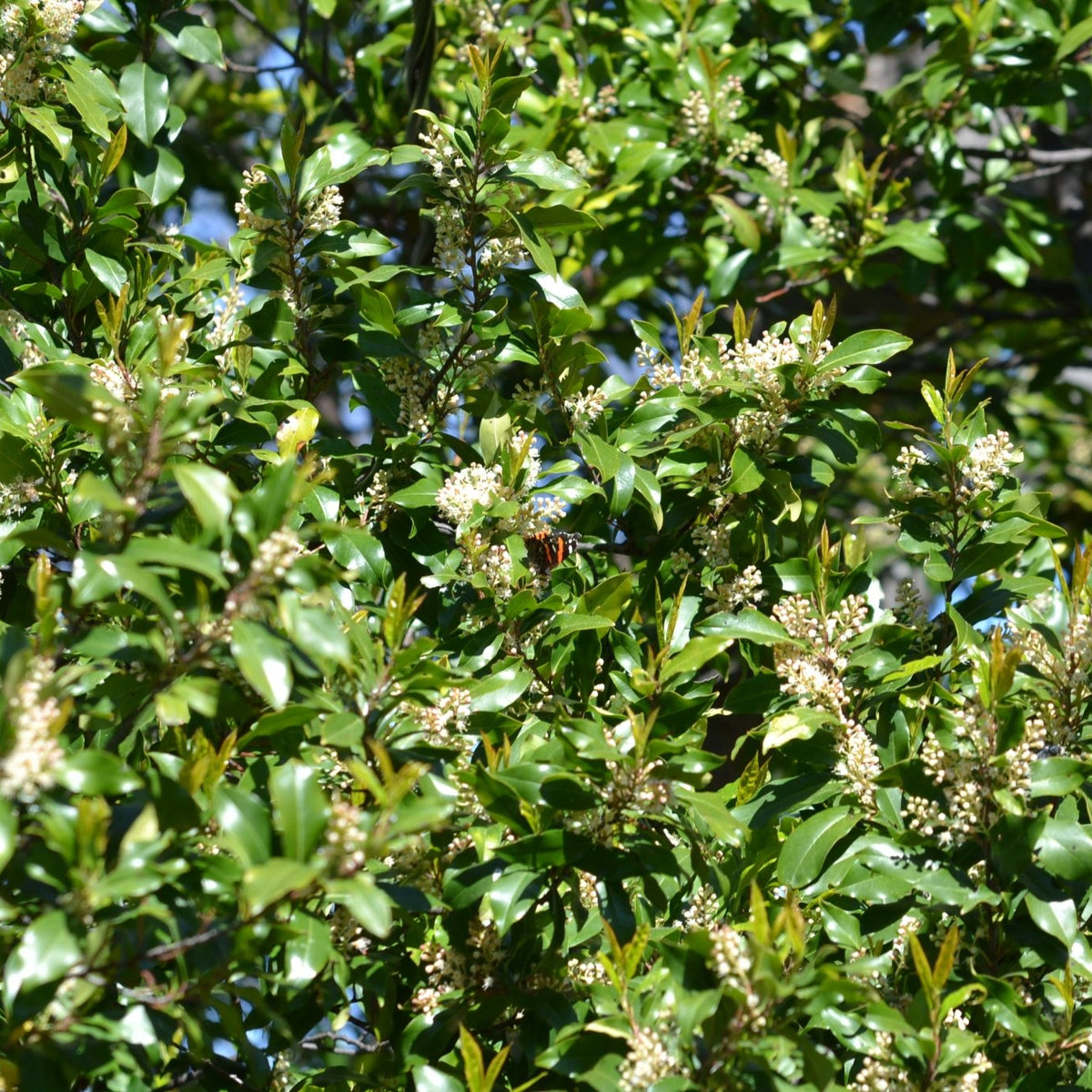 Prunus caroliniana (Cherry Laurel)
