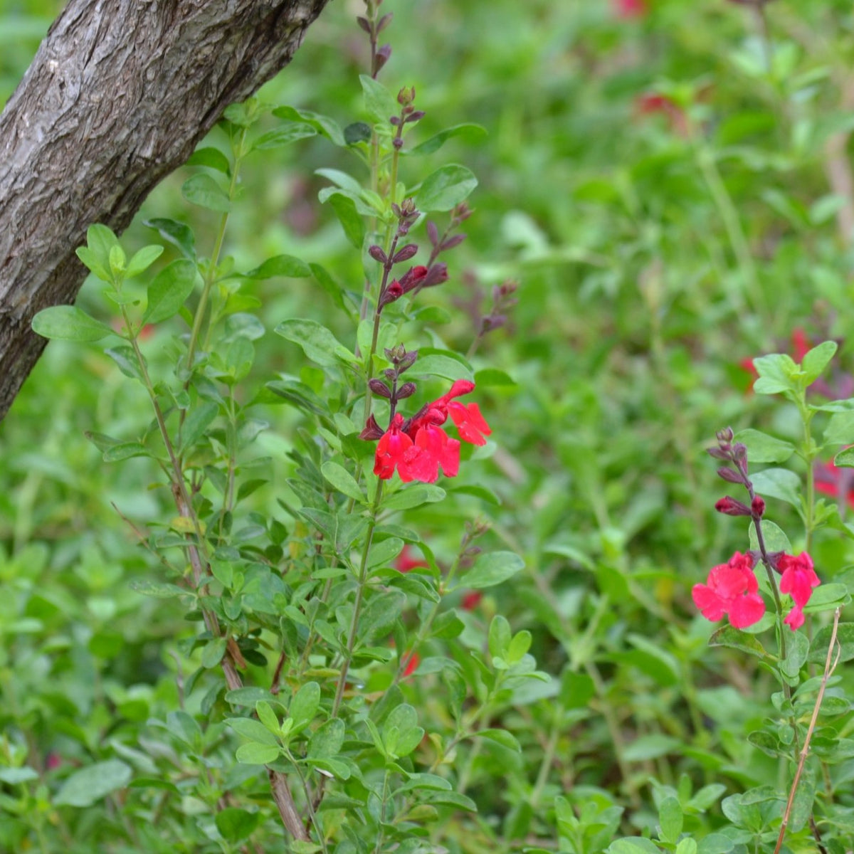 Salvia greggii red (Autumn Sage red)