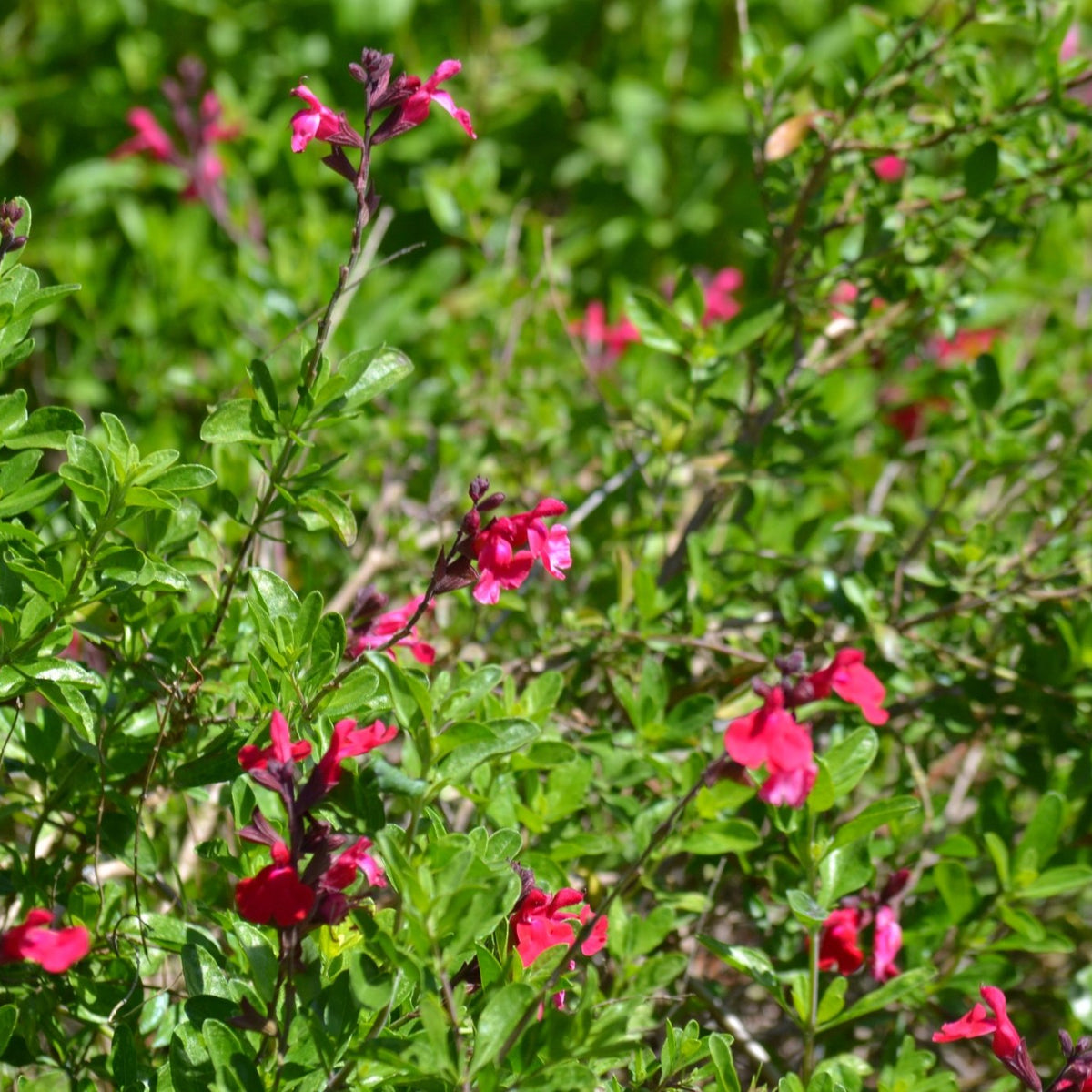 Salvia greggii red (Autumn Sage red)