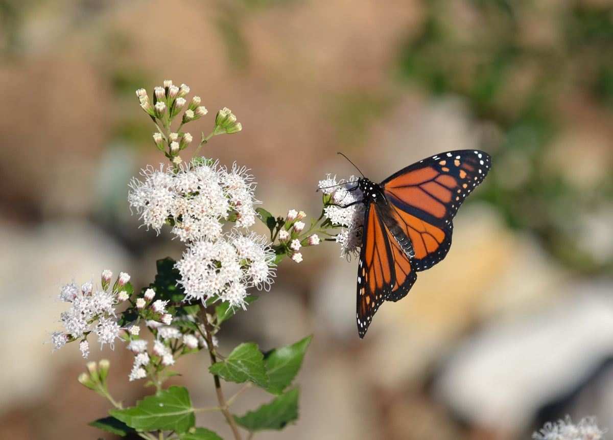 Monarch butterfly on Shrubby Boneset (Ageratina havanensis)