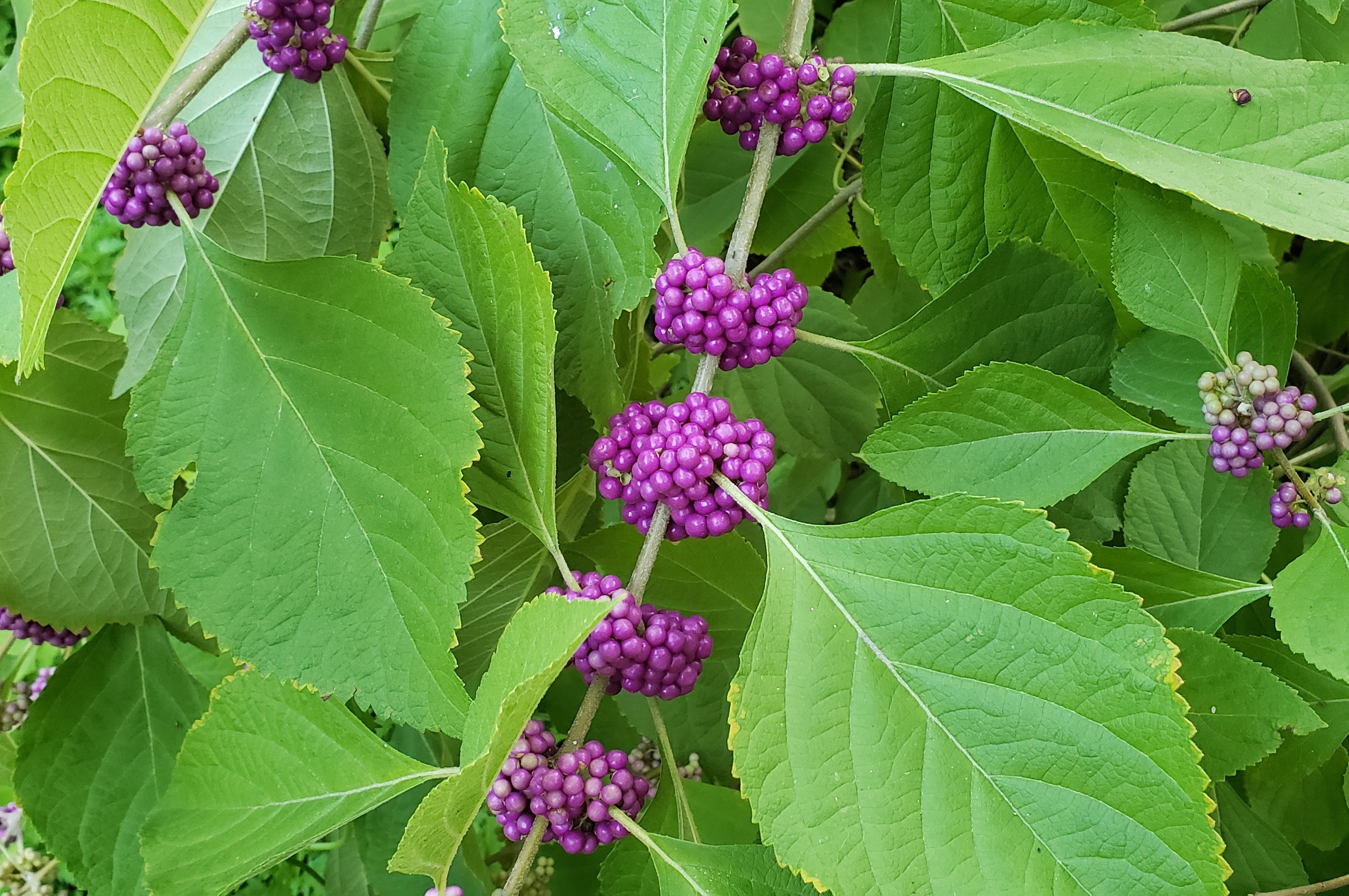 Shade plants