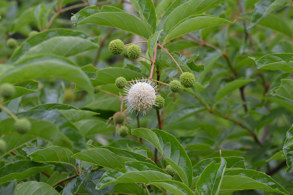 Buttonbush (Cephalanthus occidentalis)